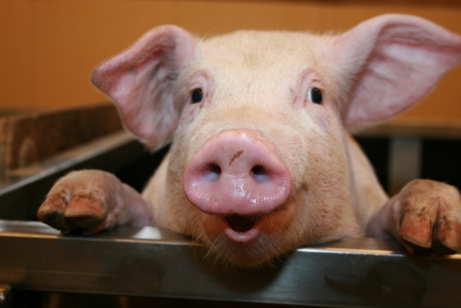 cute_pig