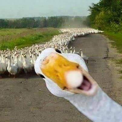 FB_IMG_1441628541223